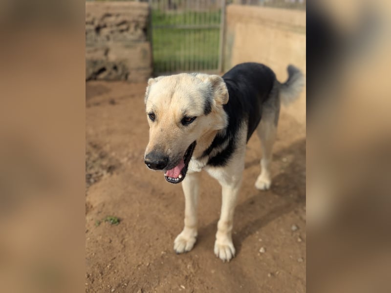 lieber Pippo wünscht sich sein Zuhause zum ankommen