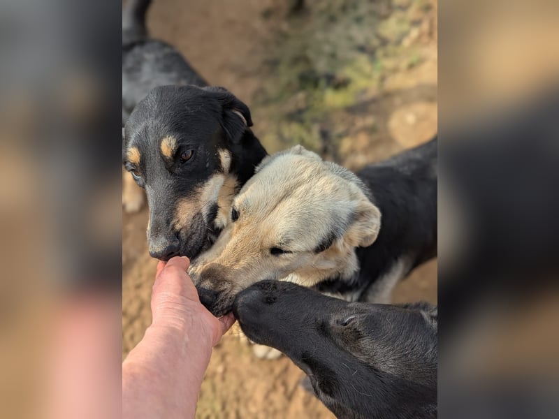 lieber Andrea wartet auf seine Chance auf ein sein Zuhause