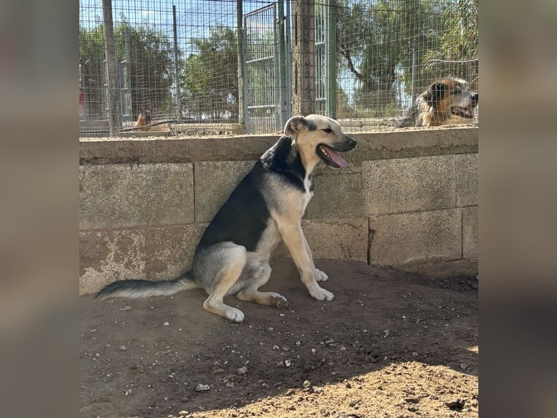 lieber Pippo wünscht sich sein Zuhause zum ankommen