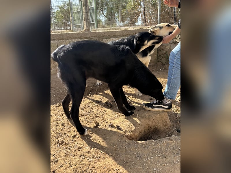 lieber Andrea wartet auf seine Chance auf ein sein Zuhause