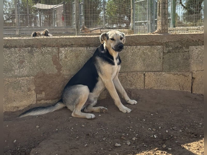 lieber Pippo wünscht sich sein Zuhause zum ankommen