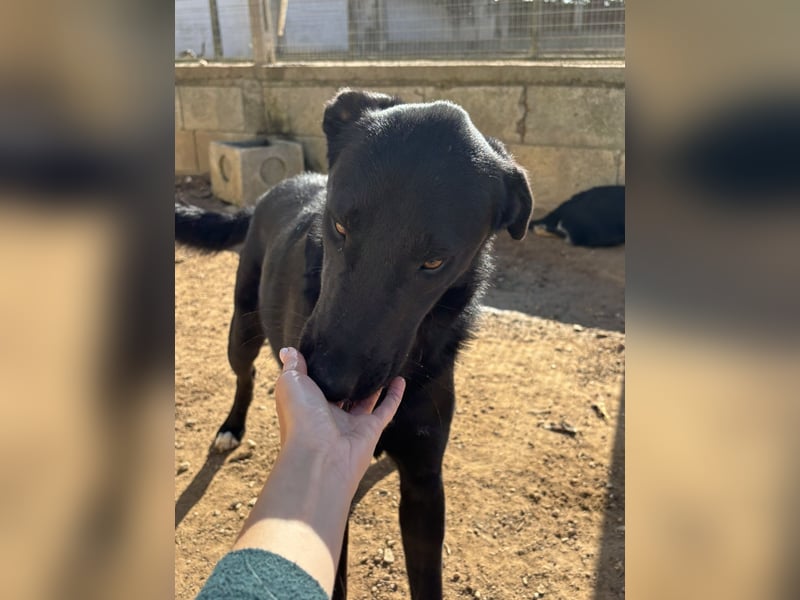 lieber Andrea wartet auf seine Chance auf ein sein Zuhause