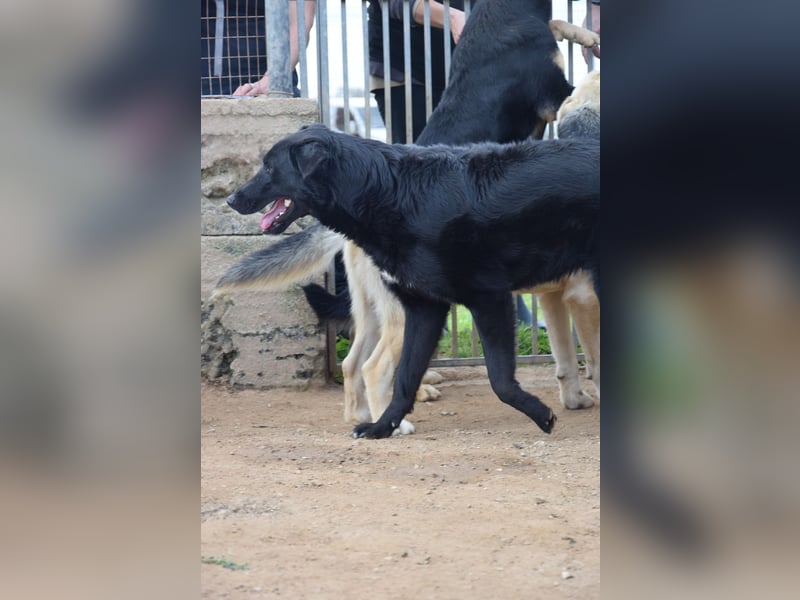 lieber Andrea wartet auf seine Chance auf ein sein Zuhause