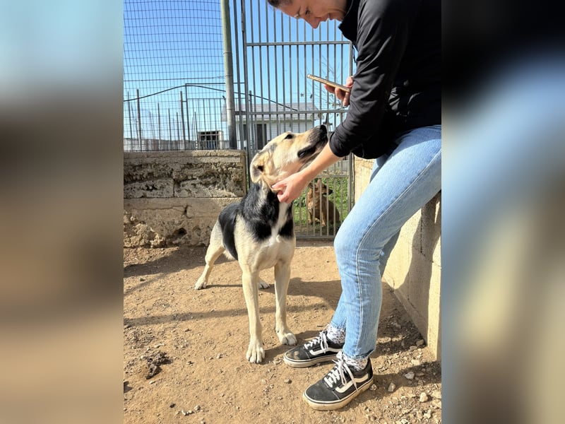 lieber Pippo wünscht sich sein Zuhause zum ankommen