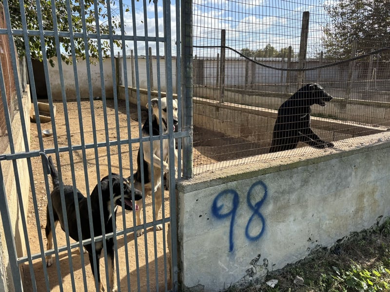 lieber Andrea wartet auf seine Chance auf ein sein Zuhause