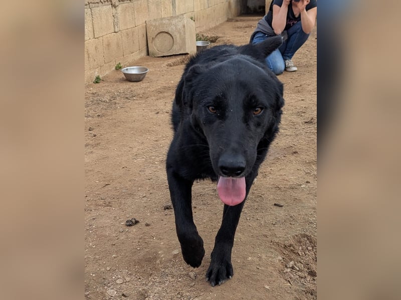 lieber Andrea wartet auf seine Chance auf ein sein Zuhause