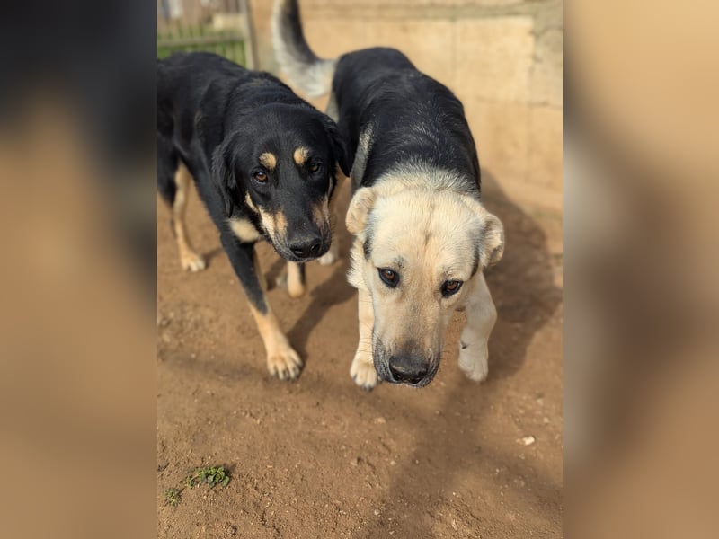 lieber Pippo wünscht sich sein Zuhause zum ankommen