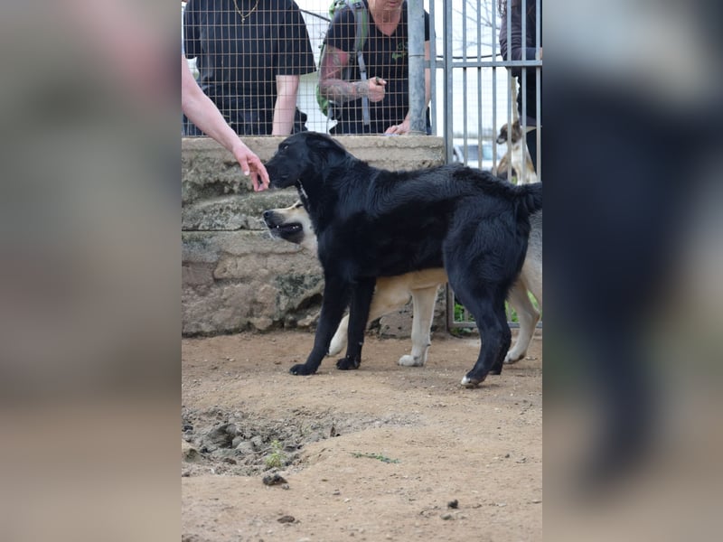 lieber Andrea wartet auf seine Chance auf ein sein Zuhause