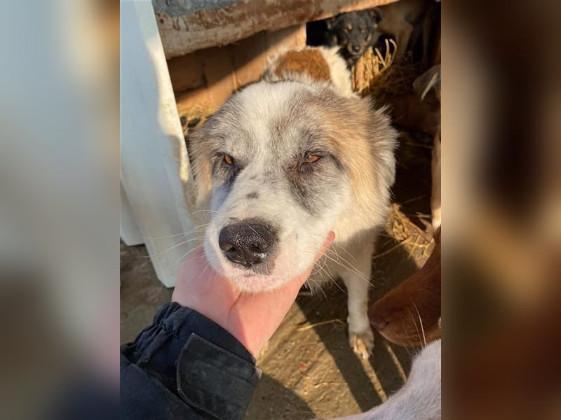 Senior Baku sucht einen Gnadenplatz