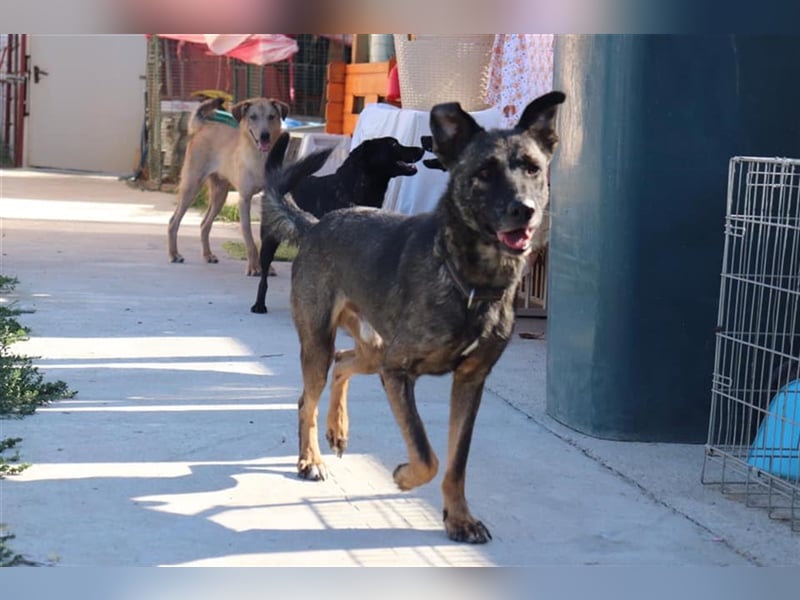 Der ängstliche Bruno sucht ein Zuhause oder eine Pflegestelle!