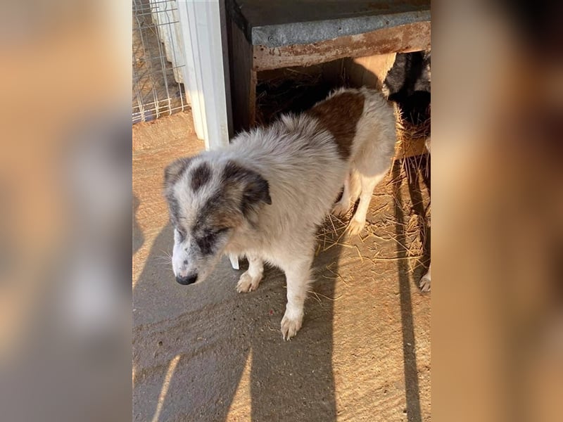 Senior Baku sucht einen Gnadenplatz