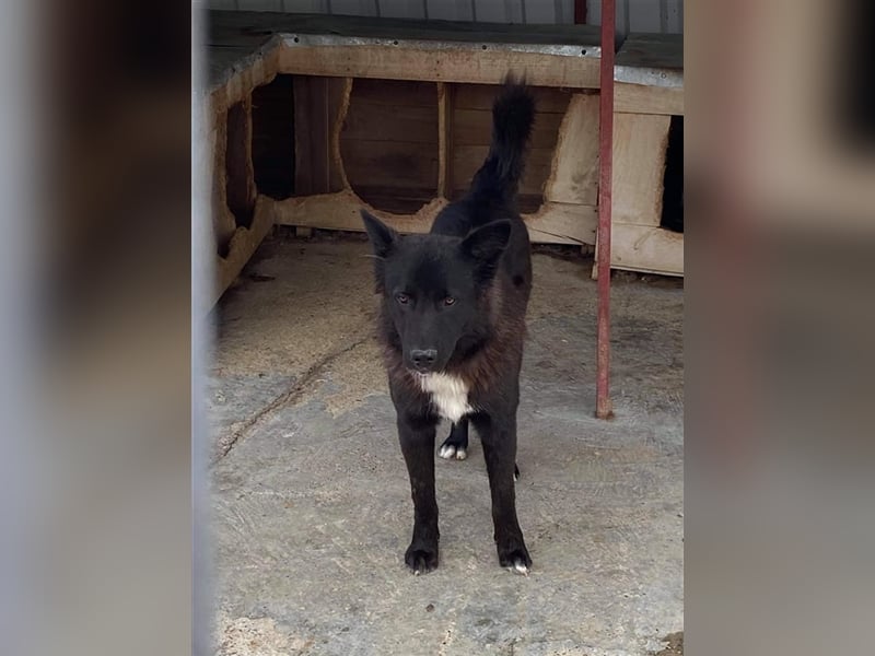 Der menschenfreundliche Klausi sucht ein Zuhause oder eine Pflegestelle!