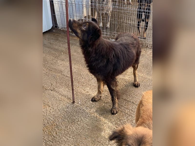 Wuschelrüde Baffie sucht Zuhause