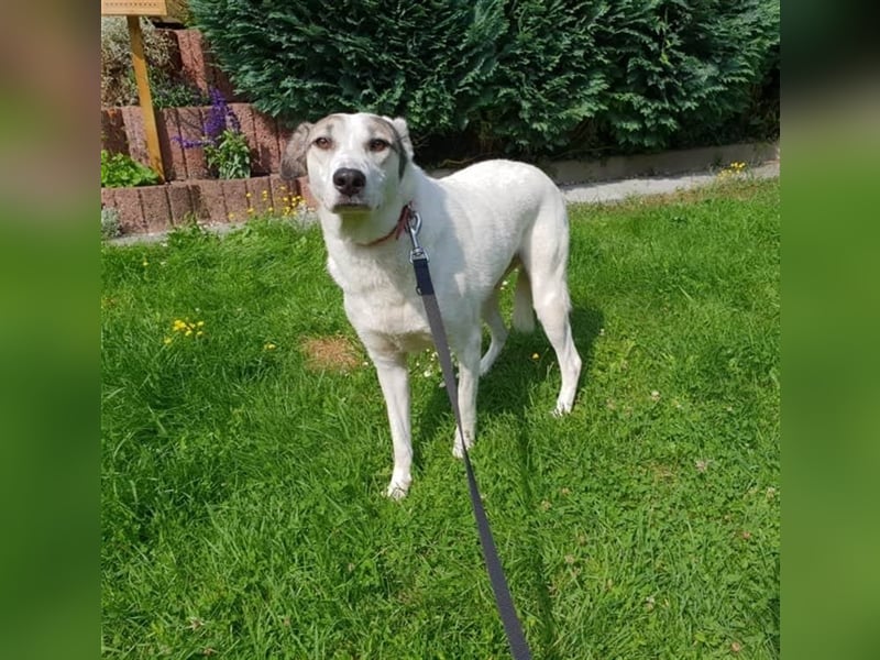 Savanna wartet in 58119 Hagen(NRW) auf ihr Zuhause