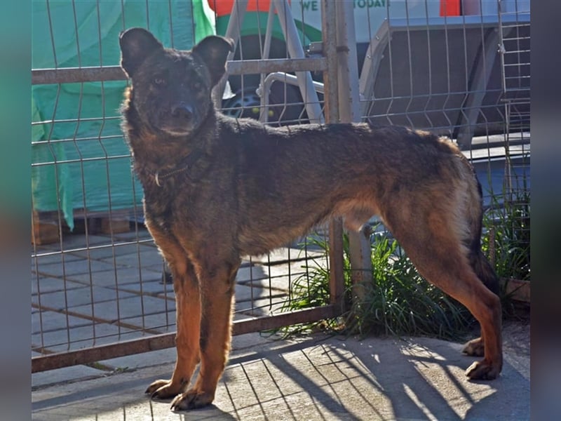 Der ängstliche Bruno sucht ein Zuhause oder eine Pflegestelle!