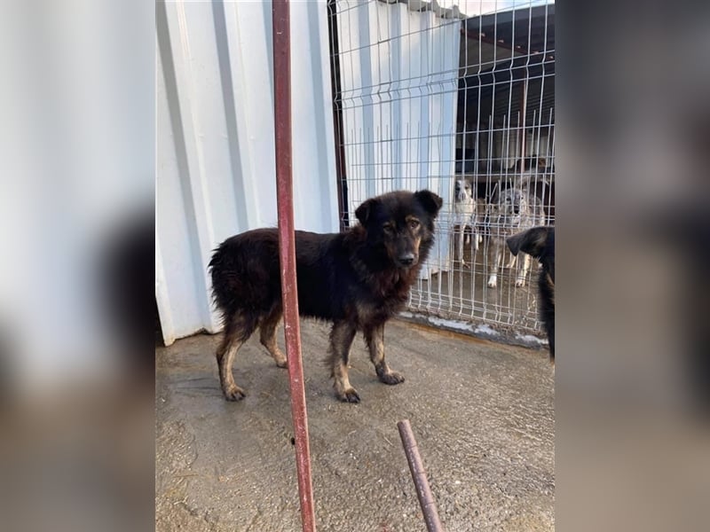 Wuschelrüde Baffie sucht Zuhause