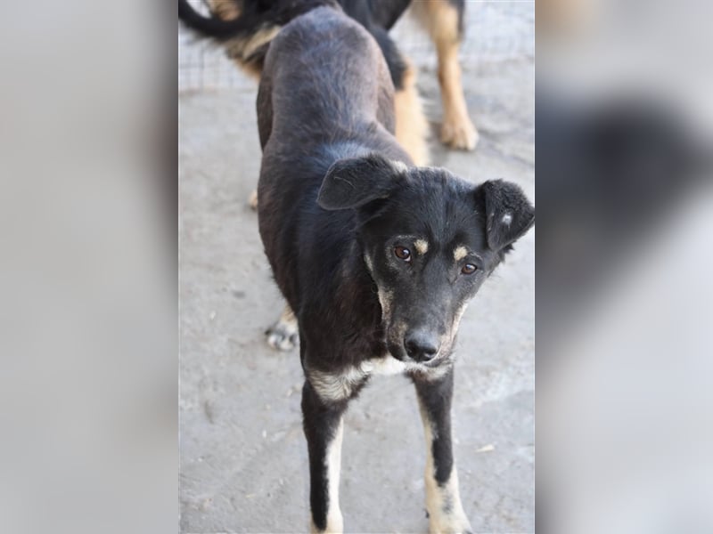 Aktiver Rüde Akira sucht Zuhause  