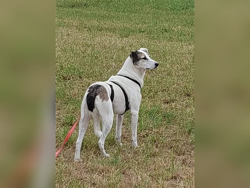 Savanna wartet in 58119 Hagen(NRW) auf ihr Zuhause