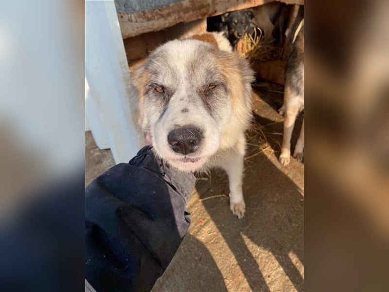 Senior Baku sucht einen Gnadenplatz