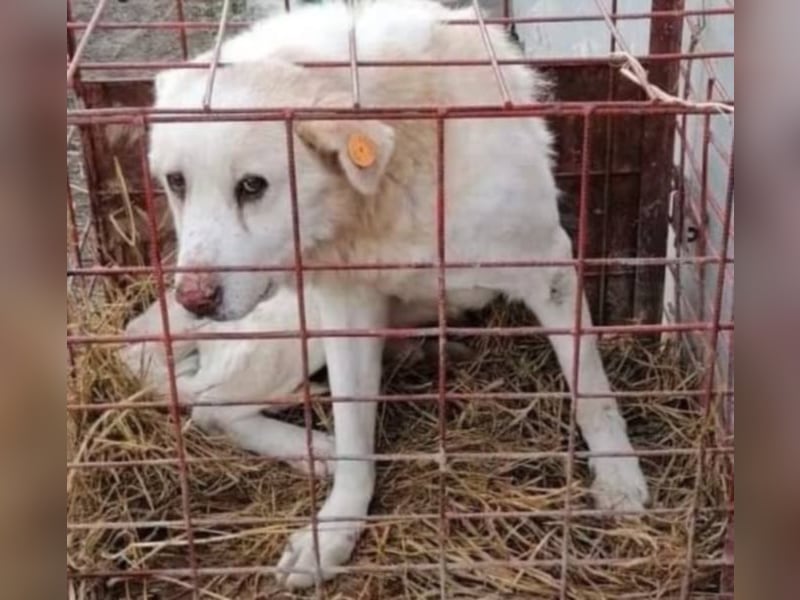 Scheuer Kondor sucht ein Zuhause oder eine Pflegestelle!