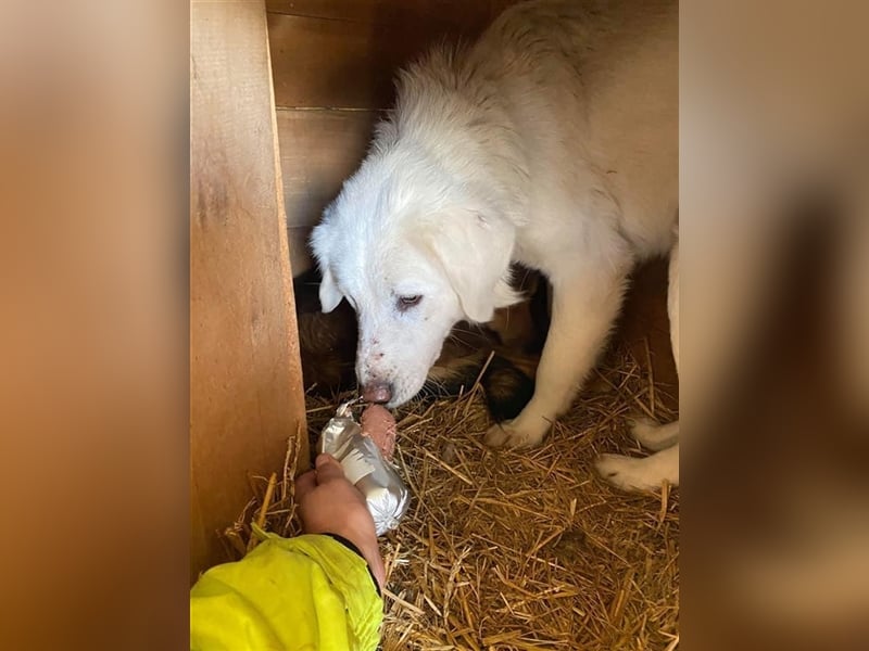 Eisbär Enzo sucht ein Zuhause  