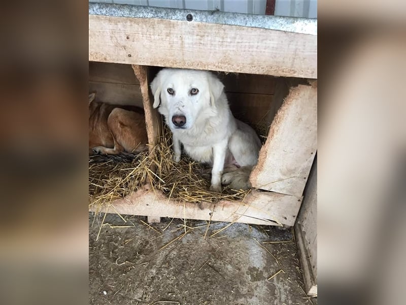 Eisbär Enzo sucht ein Zuhause  