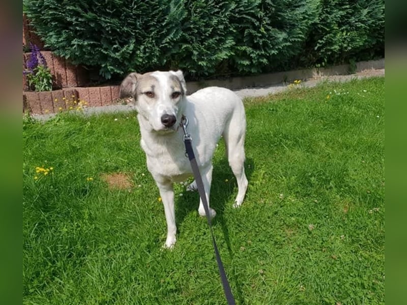 Savanna wartet in 58119 Hagen(NRW) auf ihr Zuhause