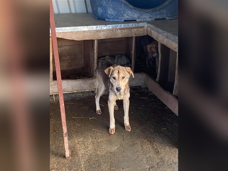 Jussi sucht einen Gnadenplatz  