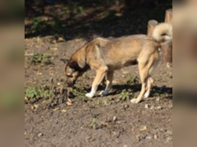 Die ängstliche Boya sucht ein Zuhause oder eine Pflegestelle!