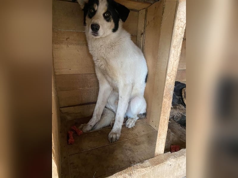 Tom sucht ein Zuhause  