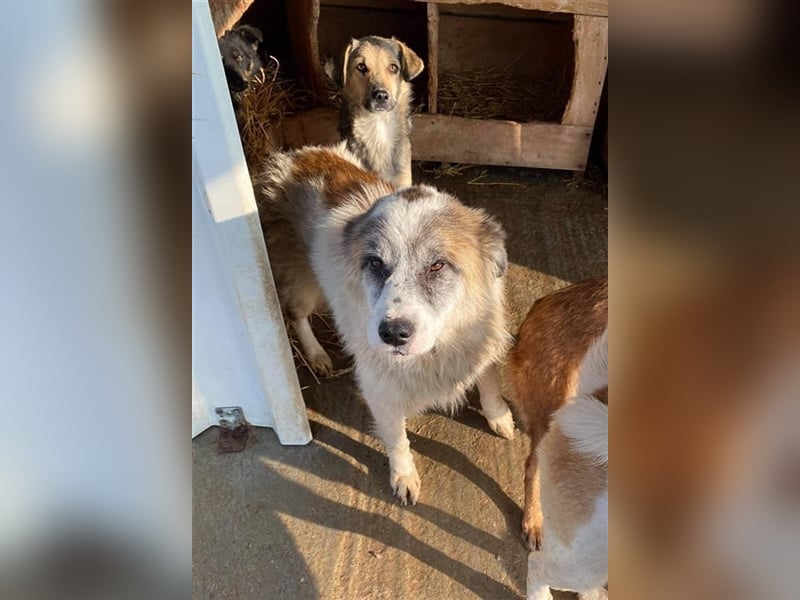 Senior Baku sucht einen Gnadenplatz