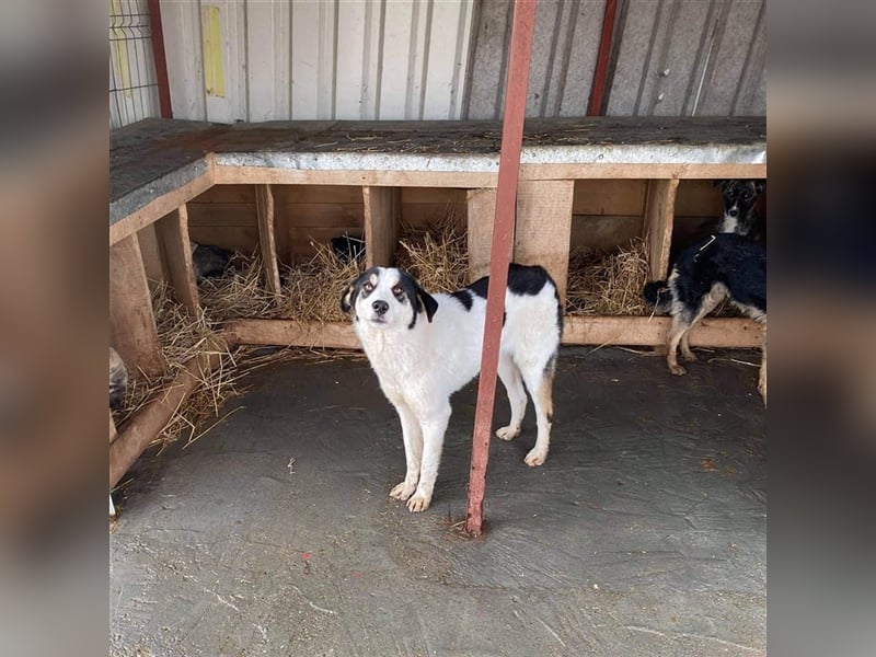 Tom sucht ein Zuhause  