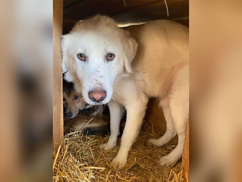 Eisbär Enzo sucht ein Zuhause  