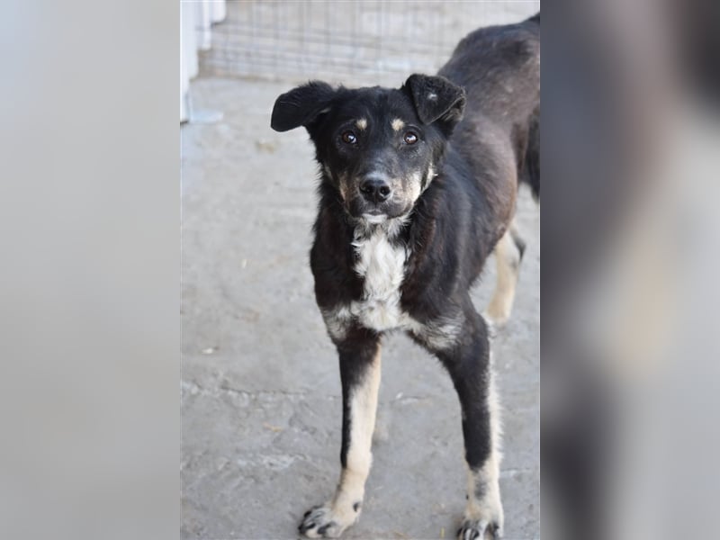 Aktiver Rüde Akira sucht Zuhause  