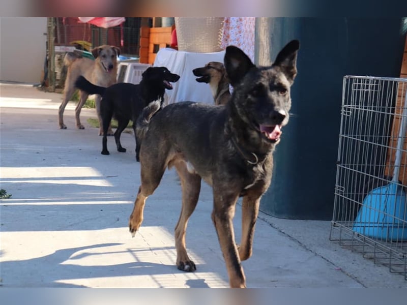 Der ängstliche Bruno sucht ein Zuhause oder eine Pflegestelle!