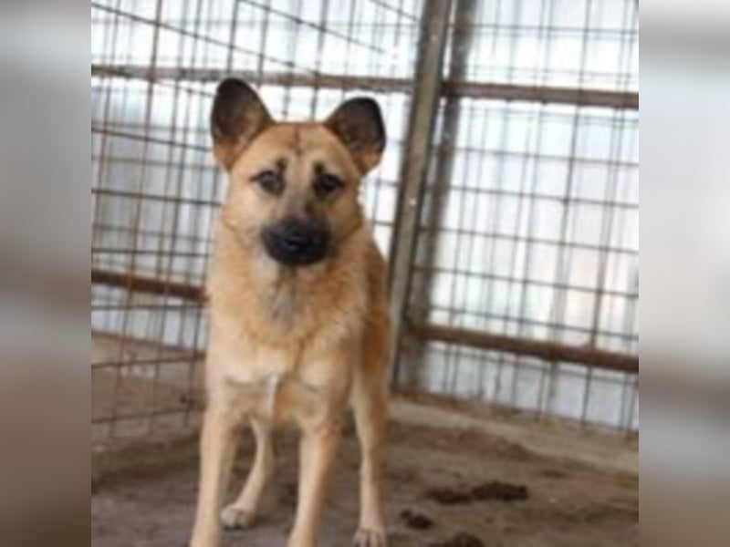 Die vorsichtige Hel sucht ein Zuhause oder eine Pflegestelle!