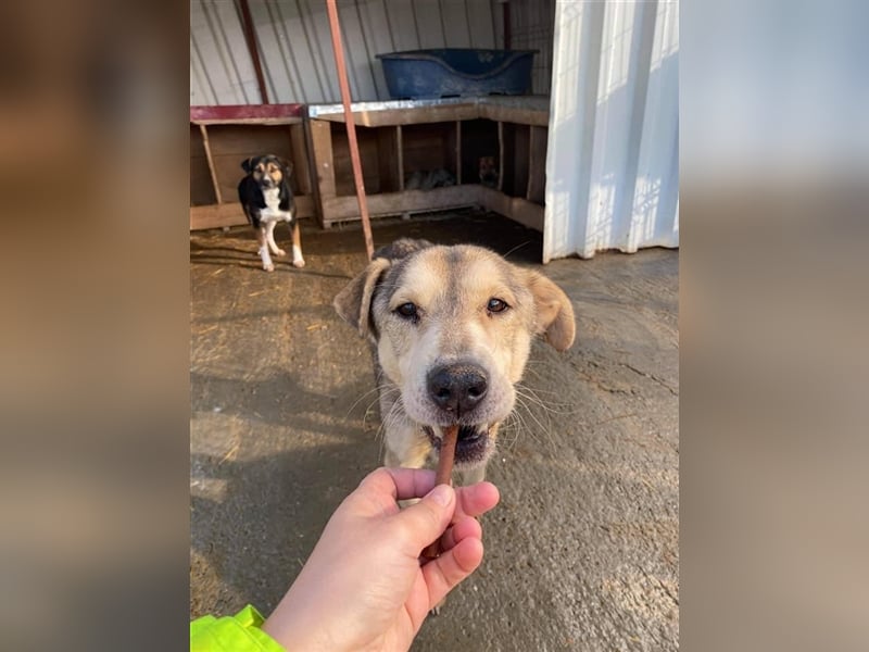 Jussi sucht einen Gnadenplatz  