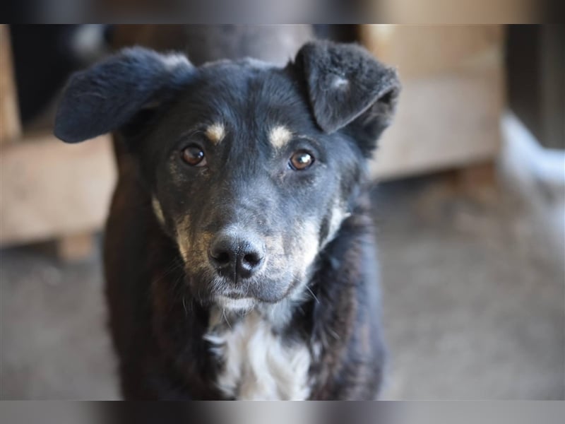 Aktiver Rüde Akira sucht Zuhause  