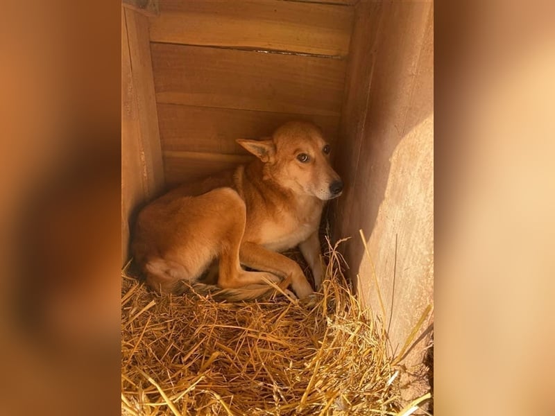 Kurti sucht ein Zuhause  