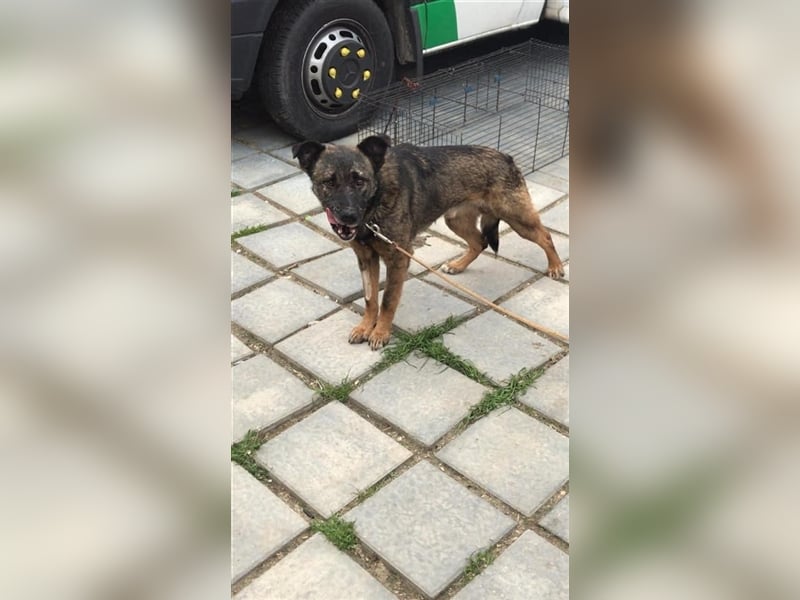 Der ängstliche Bruno sucht ein Zuhause oder eine Pflegestelle!