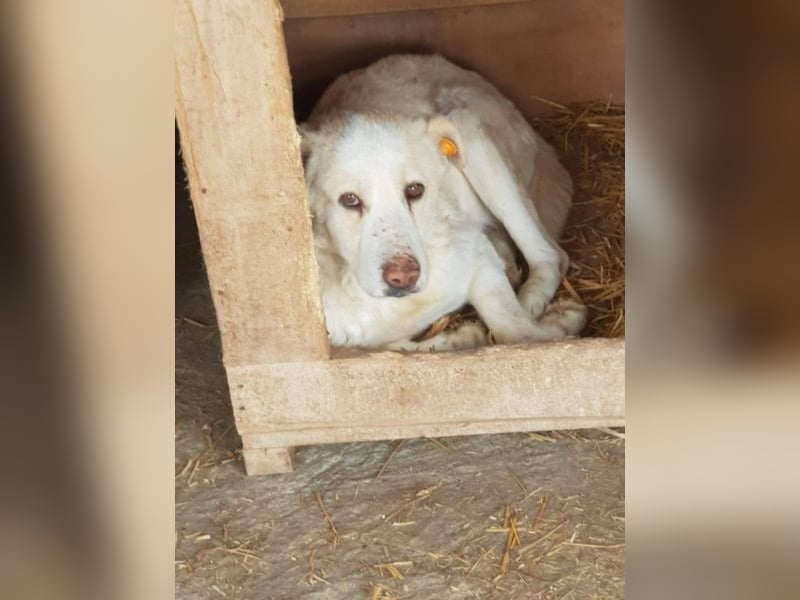 Scheuer Kondor sucht ein Zuhause oder eine Pflegestelle!