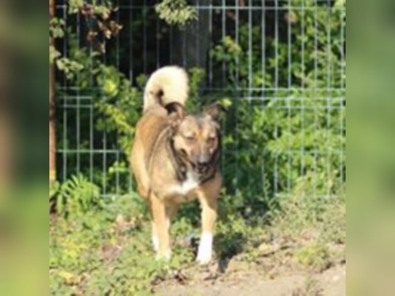 Die ängstliche Boya sucht ein Zuhause oder eine Pflegestelle!