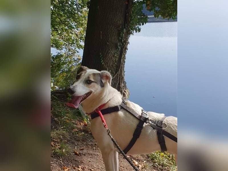 Savanna wartet in 58119 Hagen(NRW) auf ihr Zuhause