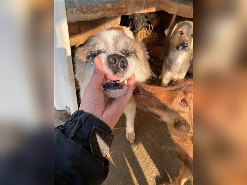 Senior Baku sucht einen Gnadenplatz