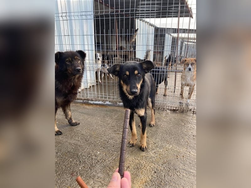 Schüchterner Benny sucht ein Zuhause  