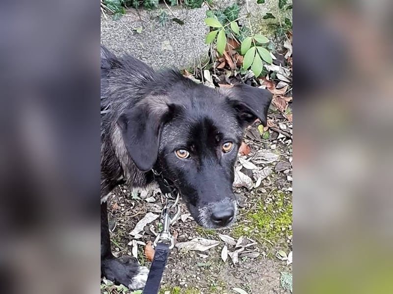 Hündin Emely sucht ein Zuhause  