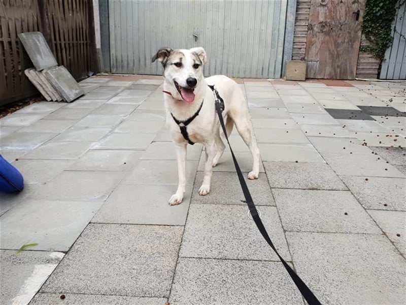 Savanna wartet in 58119 Hagen(NRW) auf ihr Zuhause