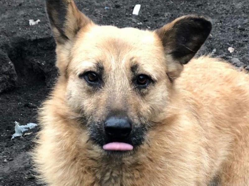 Die vorsichtige Hel sucht ein Zuhause oder eine Pflegestelle!