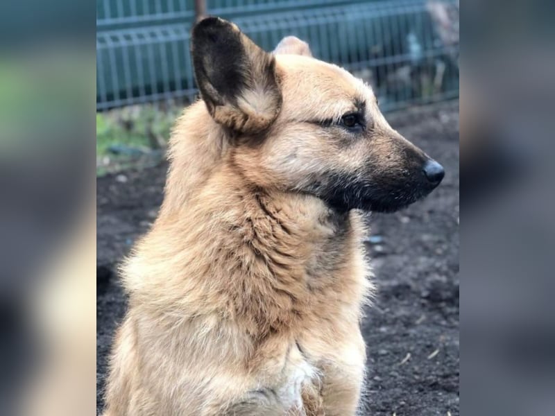 Die vorsichtige Hel sucht ein Zuhause oder eine Pflegestelle!