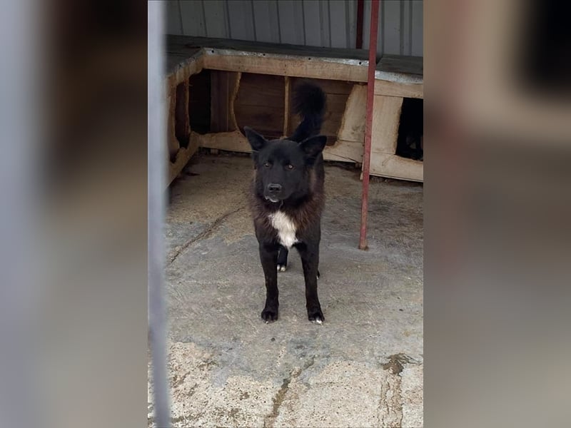 Der menschenfreundliche Klausi sucht ein Zuhause oder eine Pflegestelle!